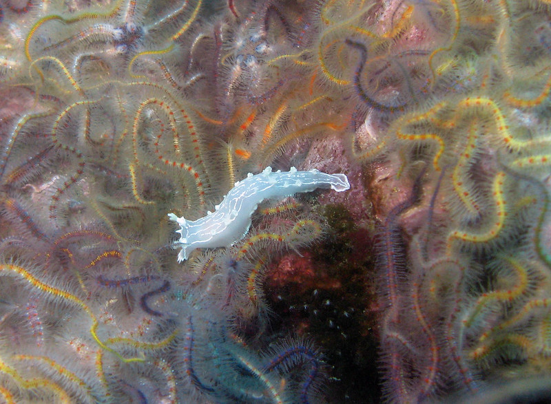 La-diversite-de-la-beaute-des-limaces-de-mer-sea-slug-8