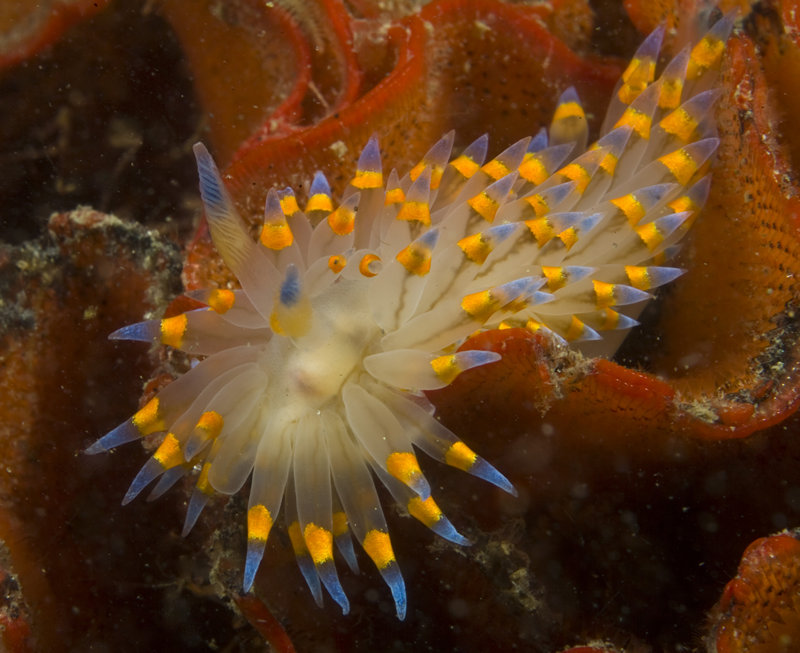 La-diversite-de-la-beaute-des-limaces-de-mer-sea-slug-9