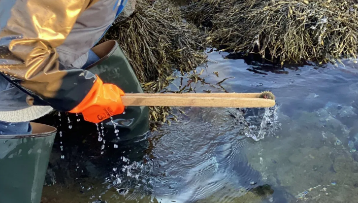 À la pêche aux oursins