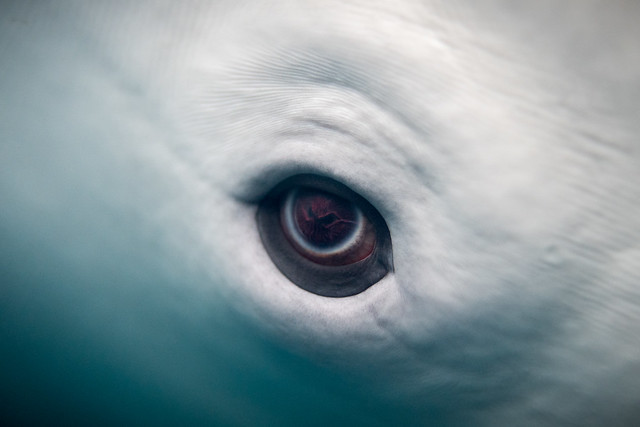 Les baleines voient-elles en couleur?