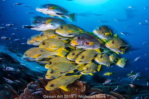 grand-angle-nicholas-more-avec-blur-of-sweetlips-brouillard-de-gaterins_b7df6536d8165e904a82c92a4e0b9e2342bbd4b6