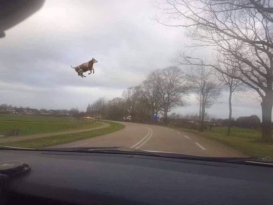 Niaiseries Acadiennes : Une vache s’envole à Havre-aux-Maisons