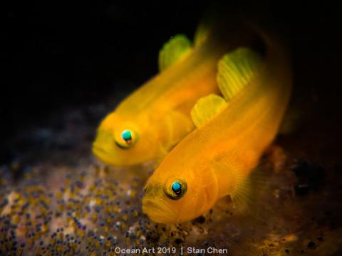 macro-compact-stan-chen-avec-lemon-goby-le-gobie-citron_44ee78a2302e0ae66d05f5038eb1785edd133723