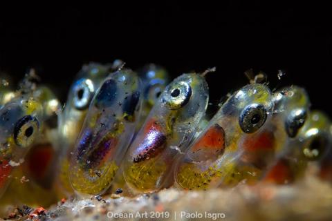 supermacro-paolo-isgro-avec-clownfish-eggs-oeufs-de-poissons-clowns_cd509caf70e30f26d09f9163255be37b0e520d86