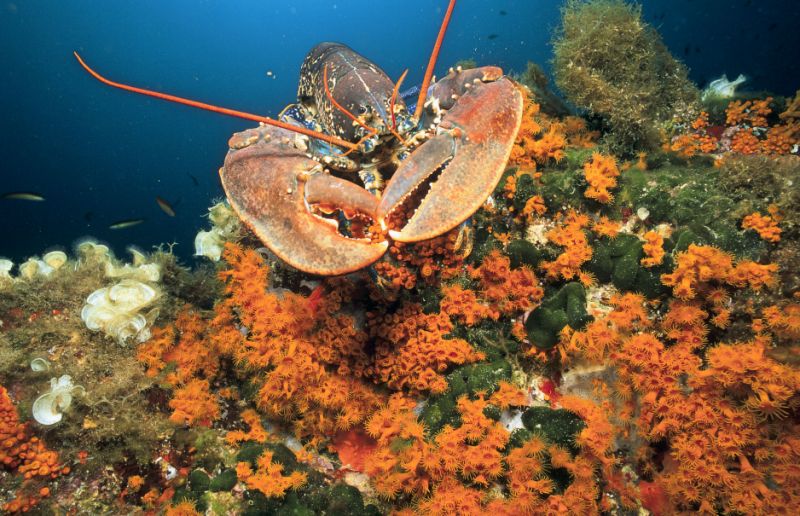 Le sang de homard bientôt utilisé pour soigner le cancer ?