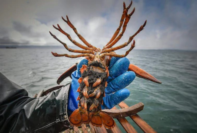 Le coronavirus fait mal à l’industrie du homard