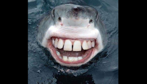 image-acadienne-requin-dent