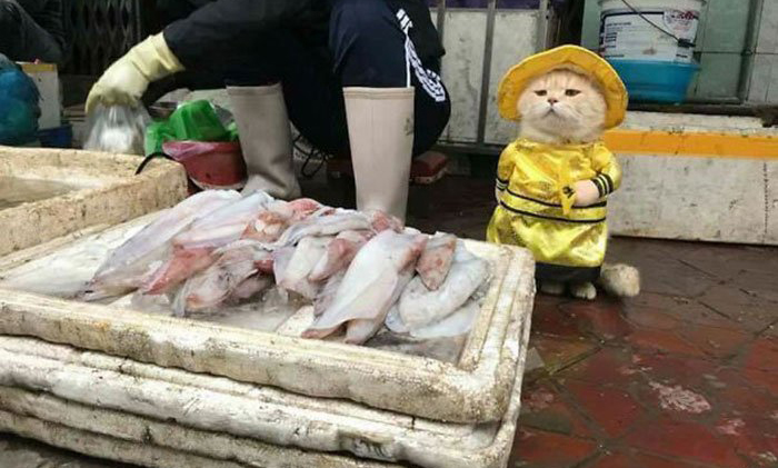 Rencontrez le plus mignon vendeur de poisson au Vietnam