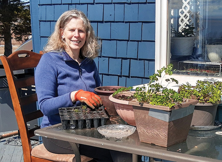 Vous cherchez une occupation? Faites pousser des plants pour le jardin!