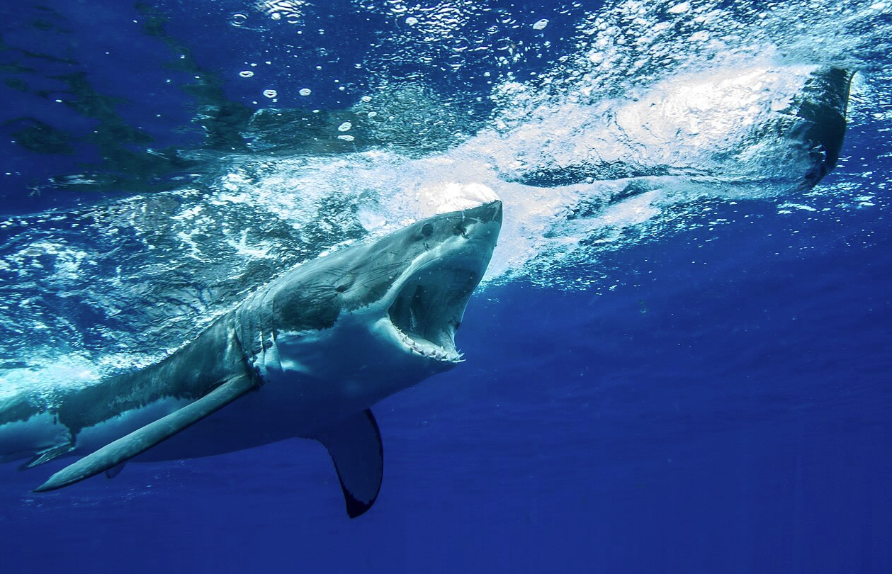 Des grands requins blancs s’attaquent à un rorqual à bosse