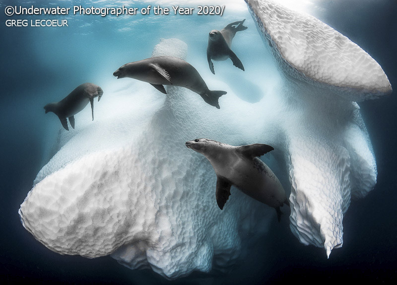 Les photos étonnantes du concours du photographe sous-marin de l’année 2020