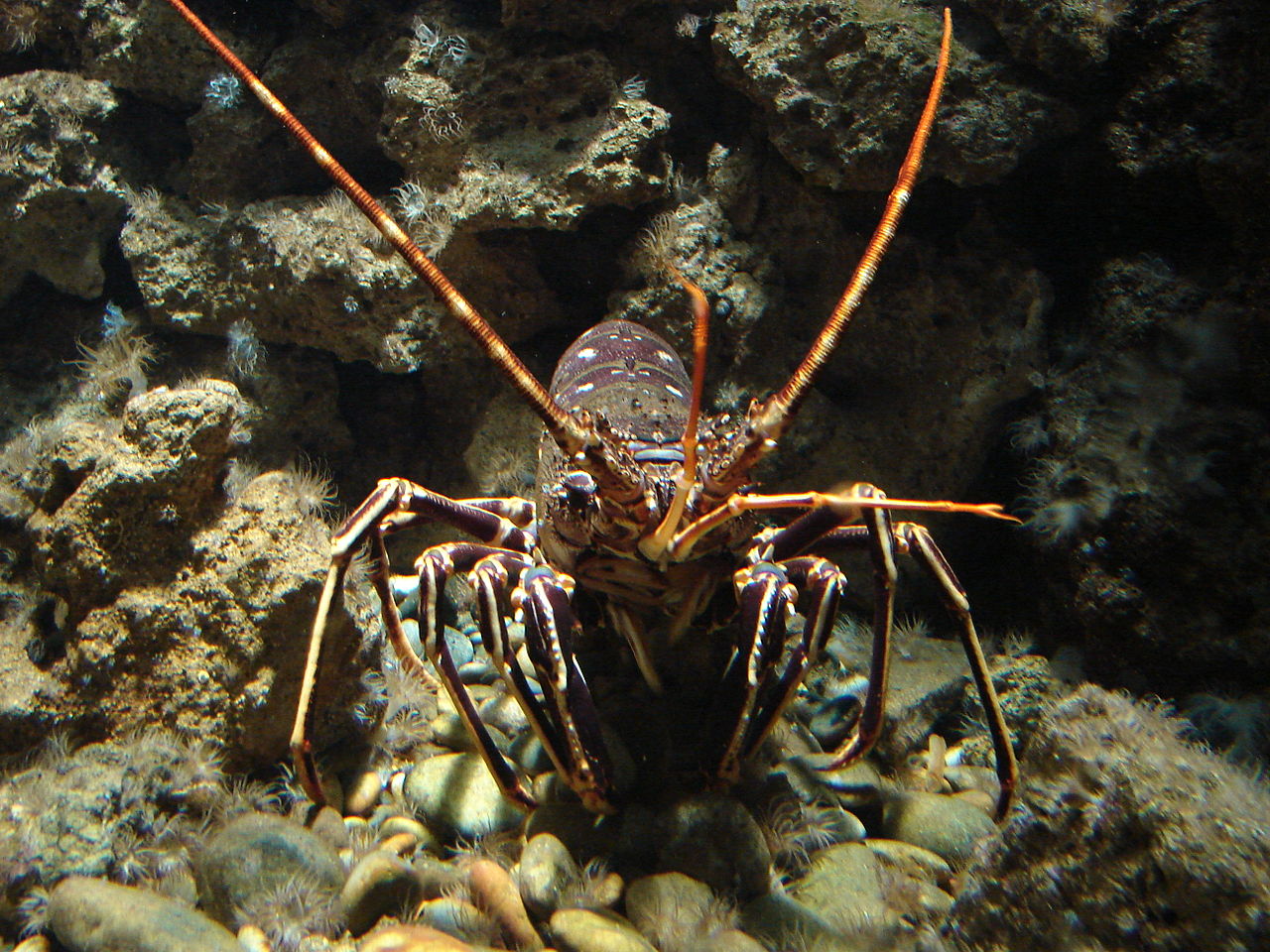 Les langoustes produisent des bruits de pet avec leurs antennes