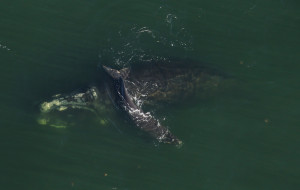 EG_calf_Fish-and-Wildlife-Research-Institute-Florida