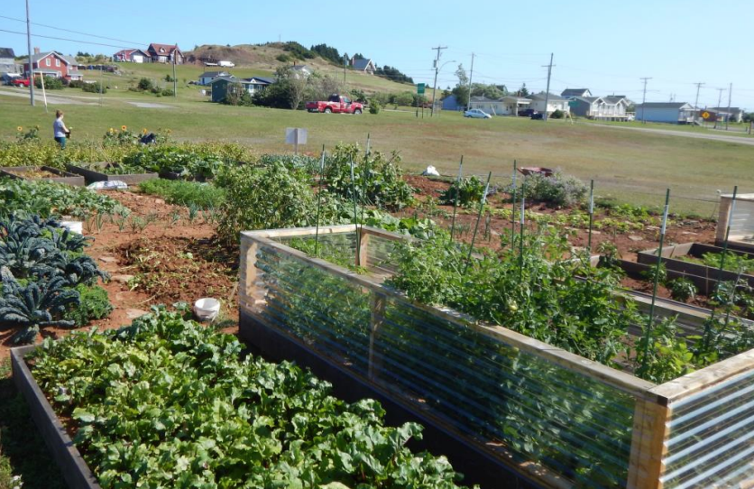 Jardin communautaire du Campus des Îles