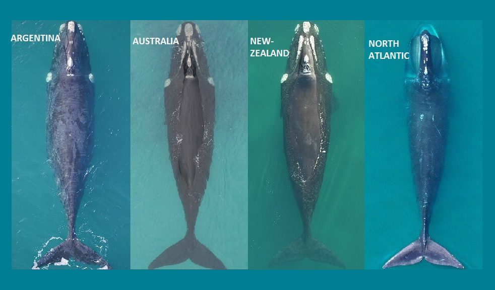 L’inquiétant état corporel des baleines noires de l’Atlantique Nord