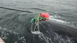 baleine-noire-secours_international_fund_for_animal_welfare