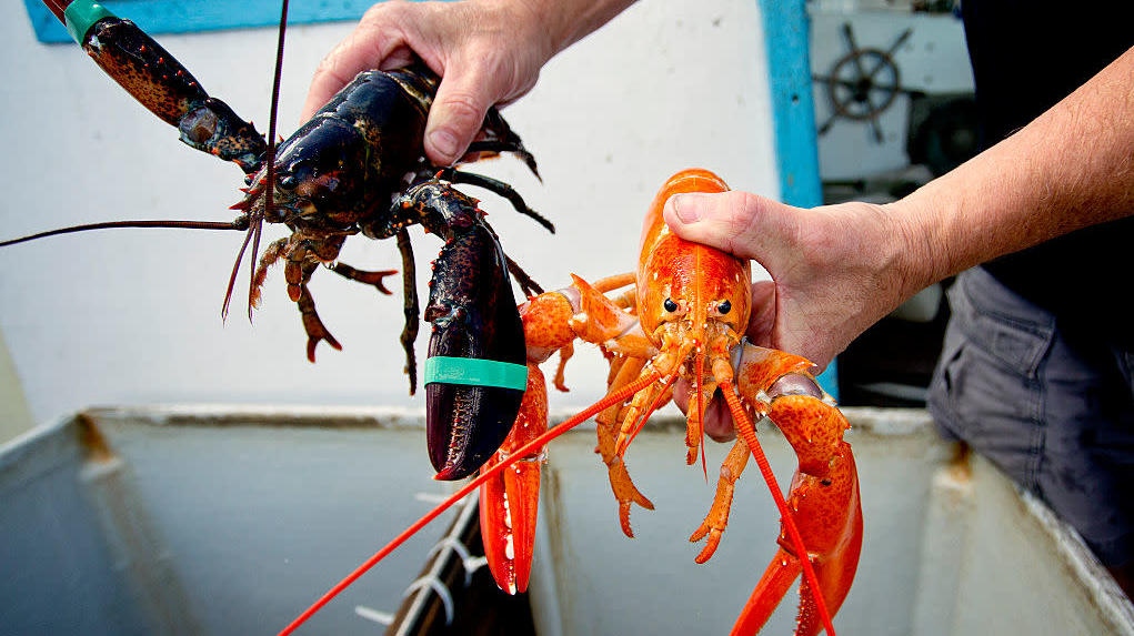 Un (très) étrange homard a été pêché dans les eaux américaines