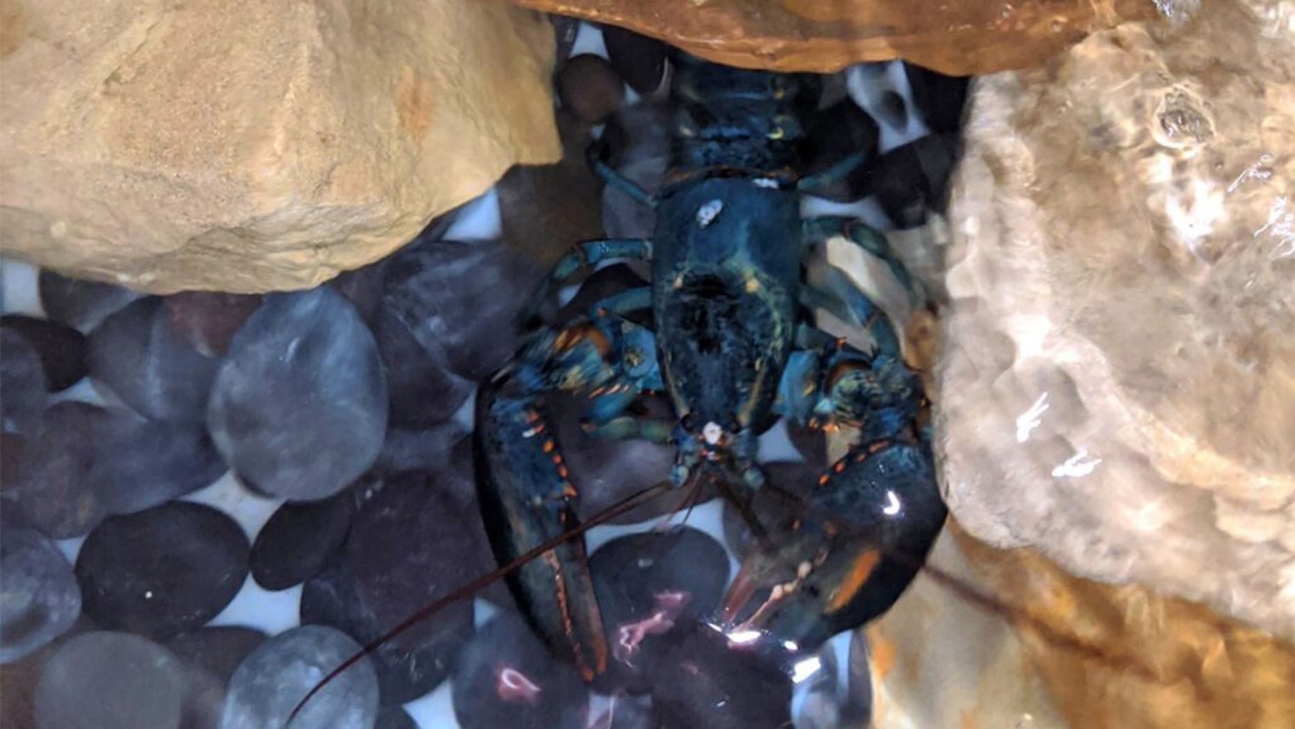 Clawde-Blue-Lobster-3