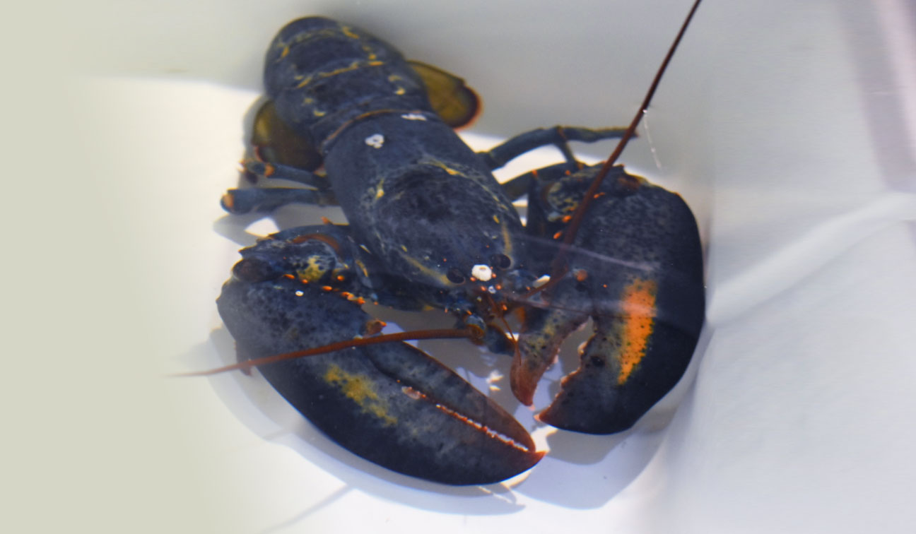 Un homard bleu très rare découvert dans un Red Lobster dans l’Ohio