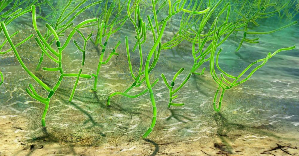 Cette algue vieille d’un milliard d’années serait l’ancêtre de toutes les plantes