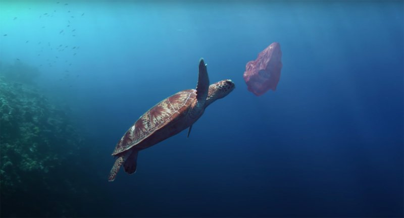 lifebelowwater-turtle-plastic-800x432