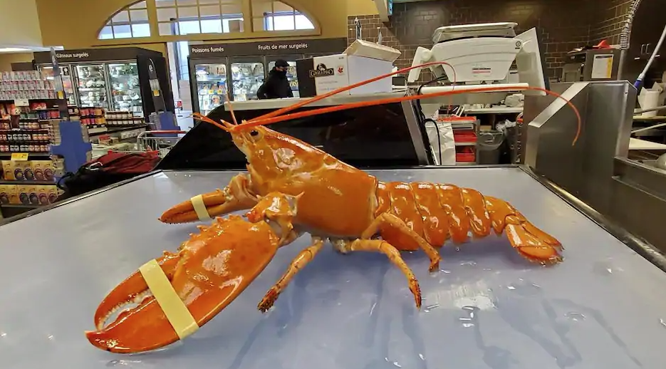 Un homard rare devient la mascotte d’une épicerie montréalaise