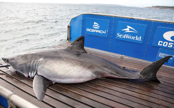 Quatre requins blancs vus près des Îles