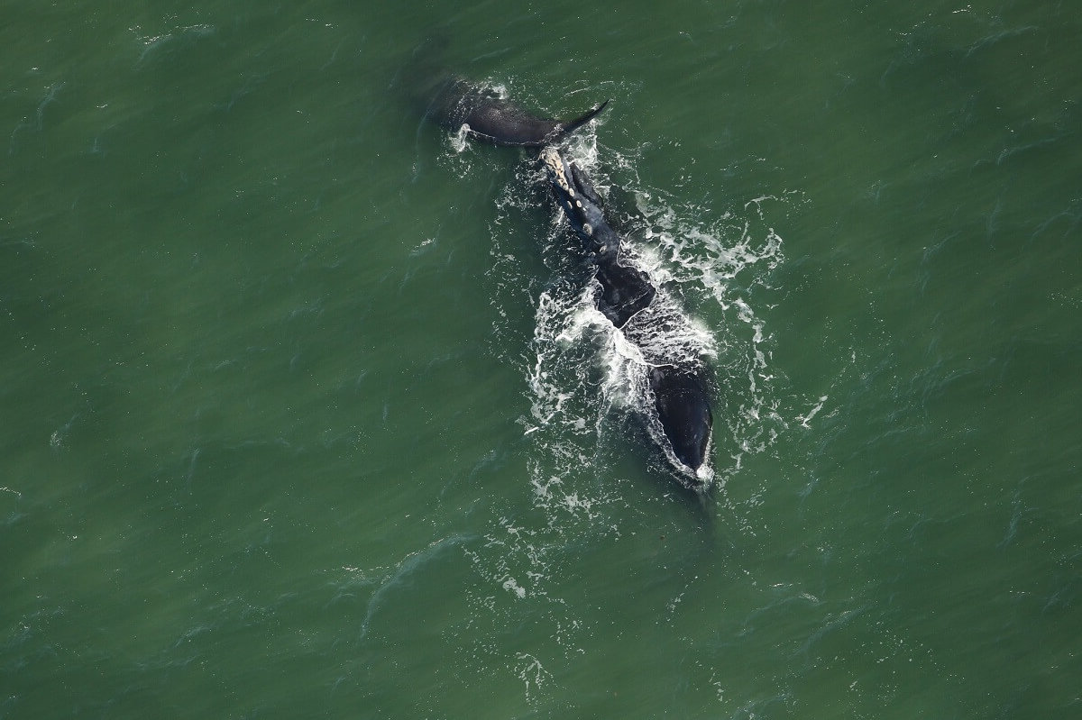 Catalog-1243-Magic-and-calf-off-St.-Andrew-Sound-GA-on-January-4-2021.-Magic-is-39-years-old-and-this-is-her-7th-calf.-credit-FWC-under-NOAA-permit-20556-01-e1611177055324