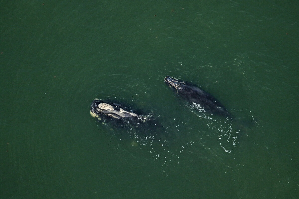 Catalog-2430-Minus-One-and-calf-in-Ponte-Vedra-Beach-FL-on-January-11-2021.Photo-credit-FWC-under-NOAA-permit-20556-01