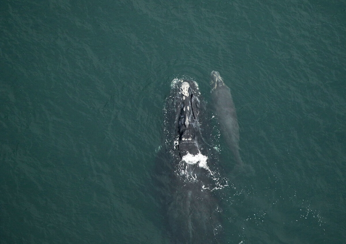 Catalog-3130-and-calf-were-sighted-off-Amelia-Island-FL-on-January-1L-2021.-credit-FWC-under-NOAA-permit-20556-01