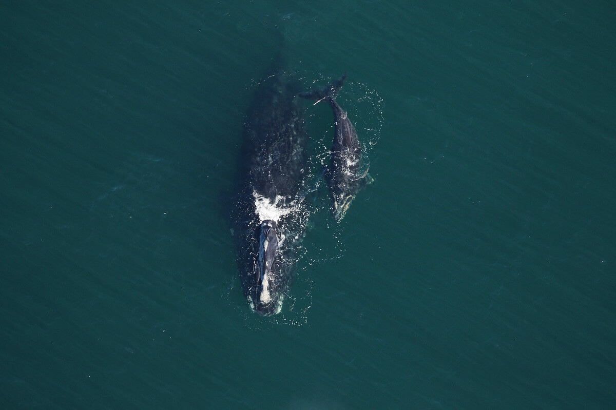 Naissances porteuses d’espoir chez les baleines noires de l’Atlantique Nord