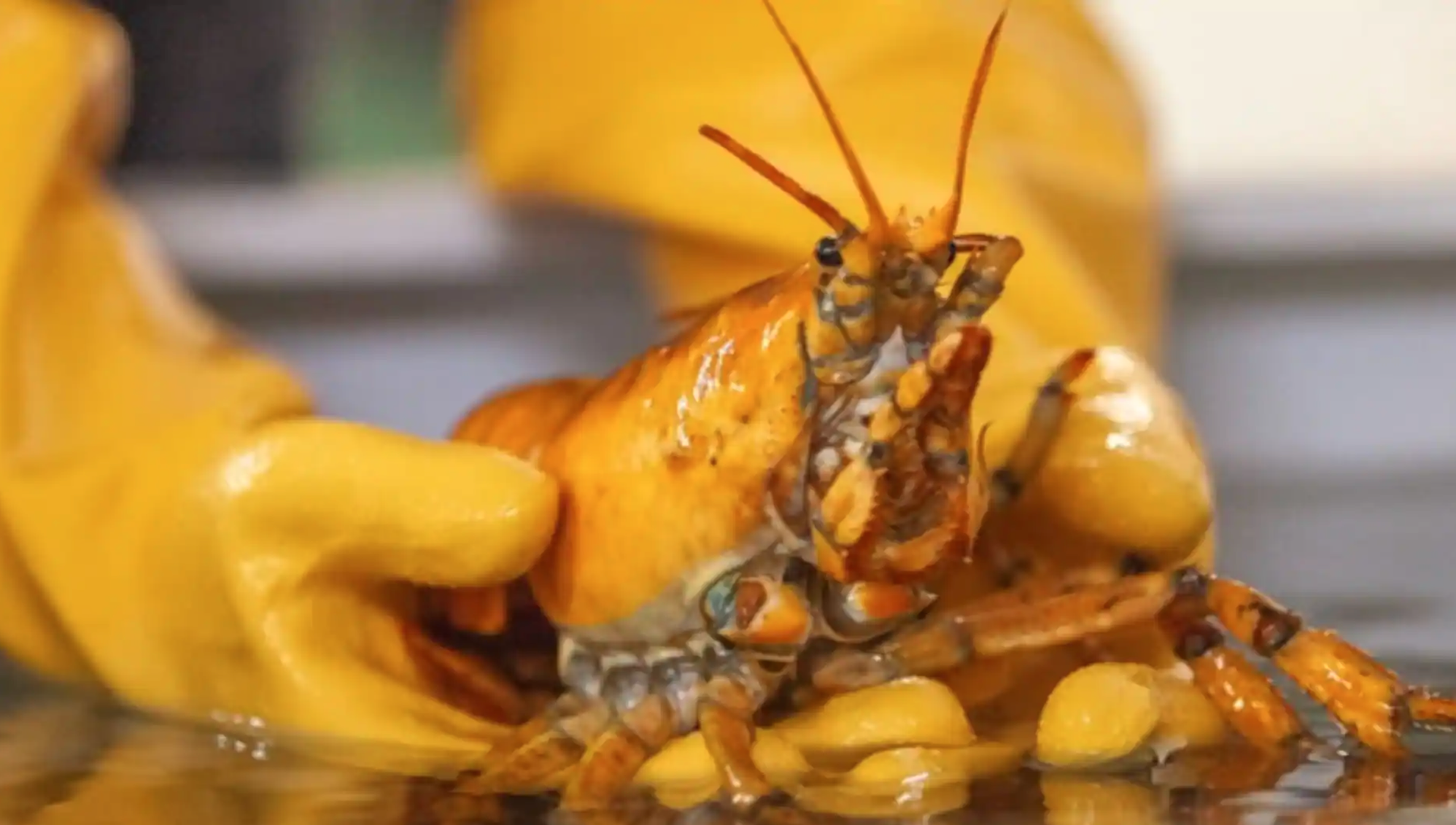 Un rare homard jaune pêché sur la côte est américaine