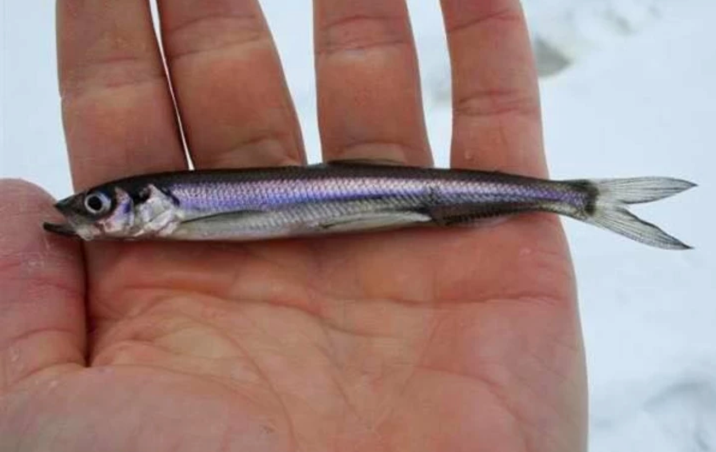 Niaiseries acadiennes : Après les homards, les éperlans devront être étourdis avant d’être pêchés