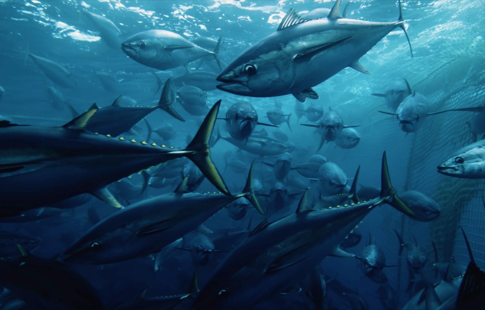 Faut-il cesser de manger du poisson?