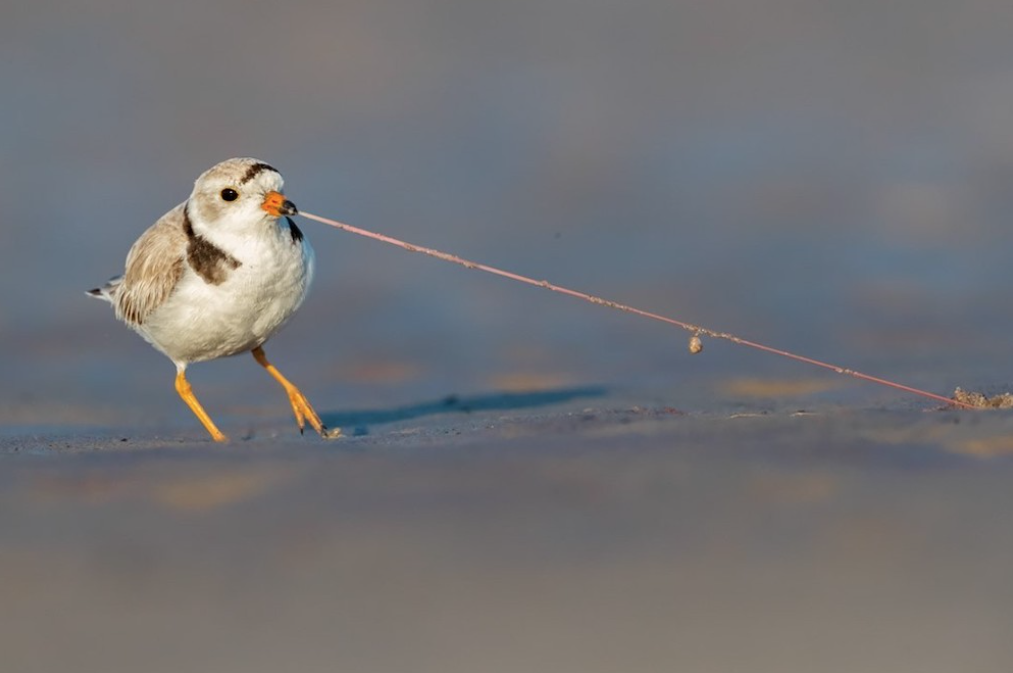 Les 30 plus belles photos d’oiseaux selon le Bird Photographer 2021