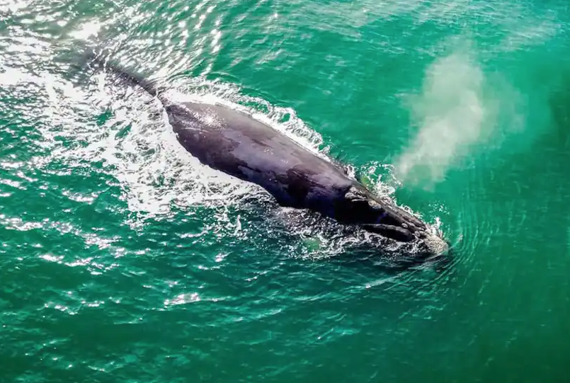 Fermeture d’une première zone de pêche en raison de la présence d’une baleine noire