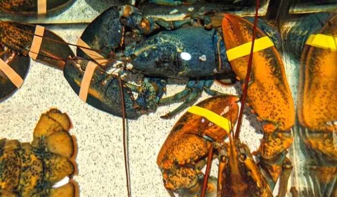 Blue-lobster-in-red-lobster-tank-Akron-Zoo-FB-696x407