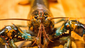 lobster