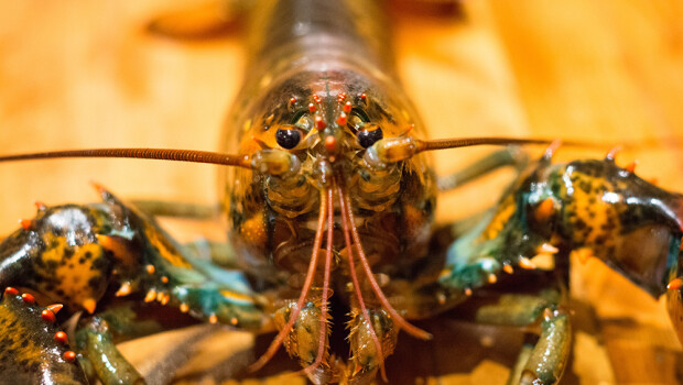 lobster