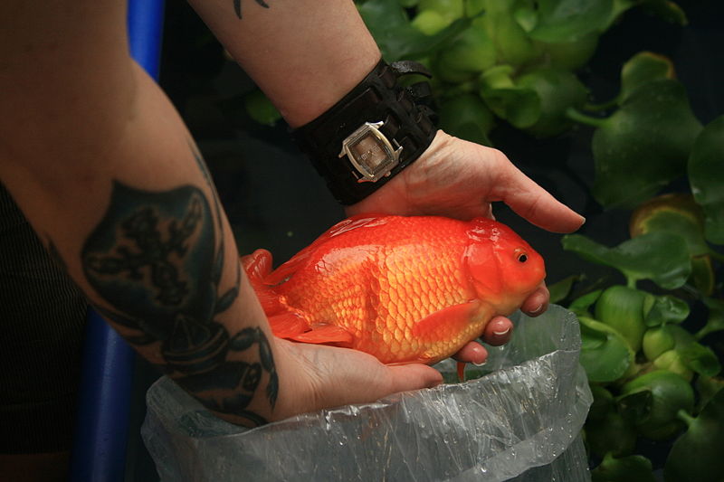 Poissons rouges géants dans les cours d’eau du Minnesota