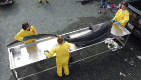 07a_mt_requin
