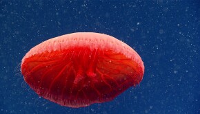La-rencontre-d-une-magnifique-meduse-rouge-a-700-metres-de-profondeur-video