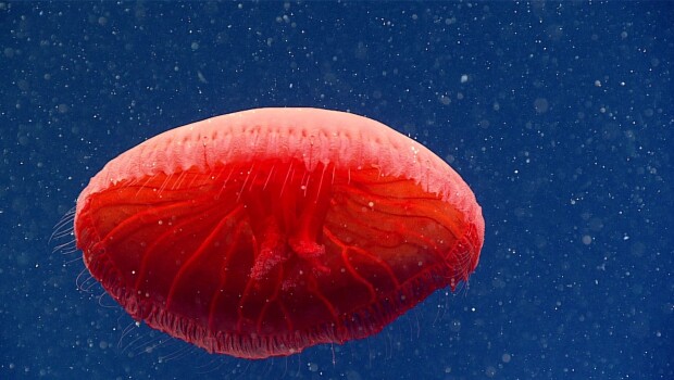La-rencontre-d-une-magnifique-meduse-rouge-a-700-metres-de-profondeur-video
