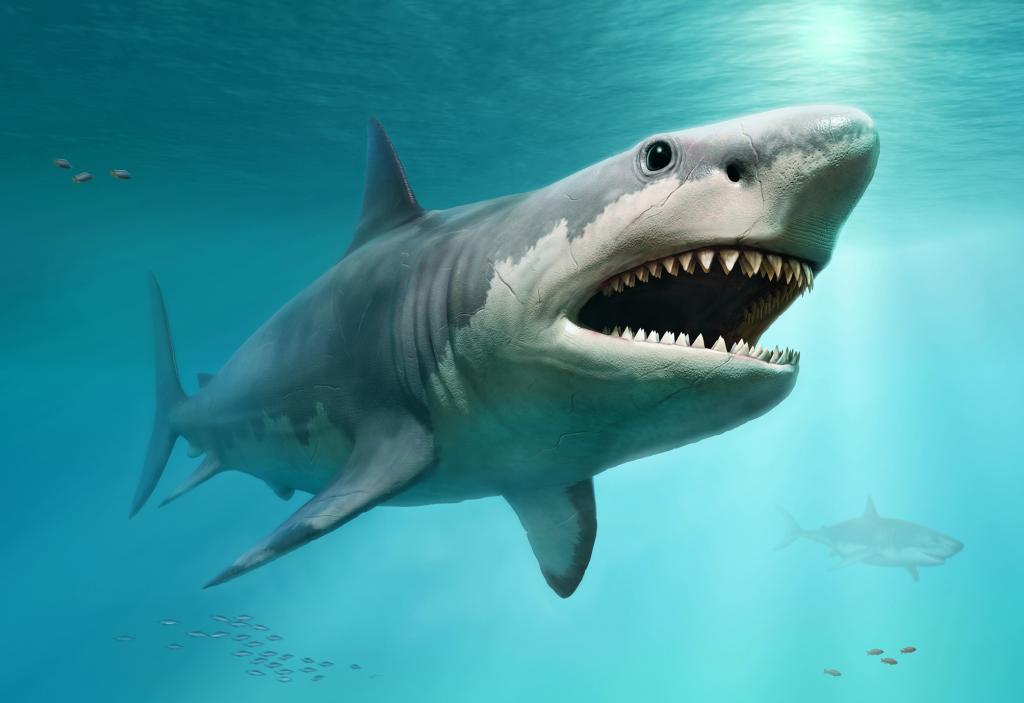 Les 10 plus grands requins du monde