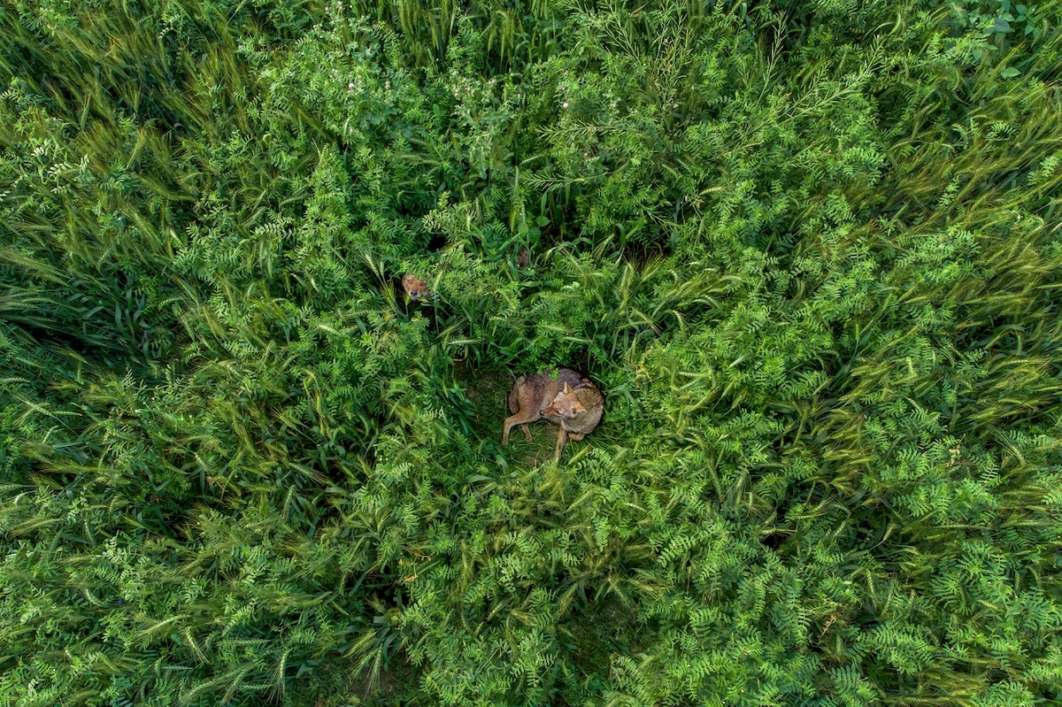drone-photo-awards-2021-13