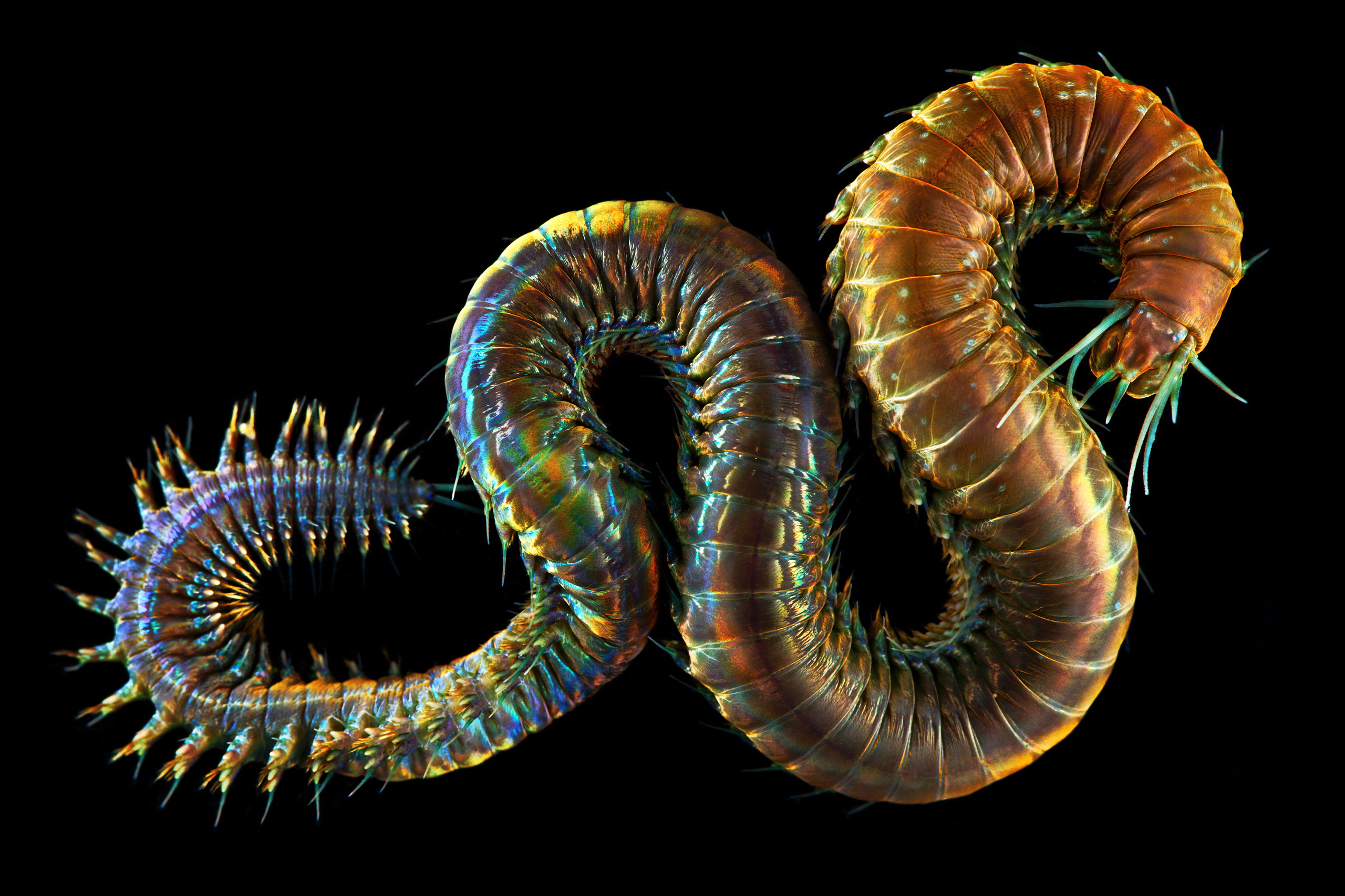Polychaeta-King-Ragworm-Nereis-pelagica-2-1