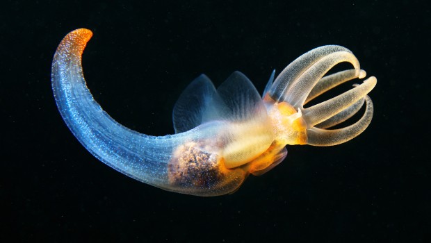 Pteropoda-Sea-angel-Clione-limacina-38