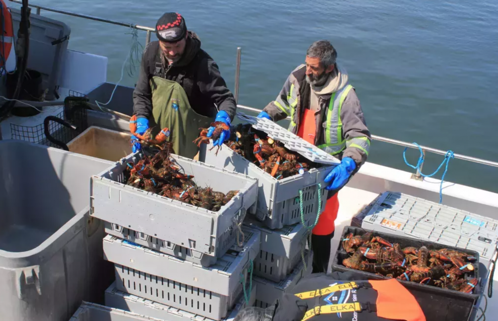 Une valeur record pour les débarquements de homard en Gaspésie et aux Îles-de-la-Madeleine
