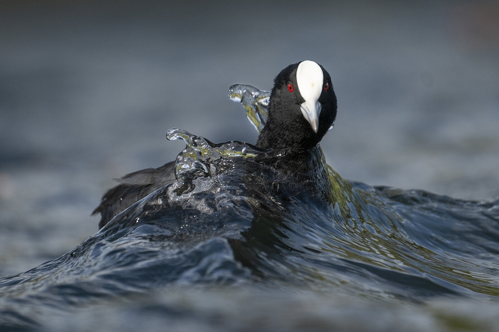 Simon+Runting+A+SURFING+COOT+Best+Portrait+Highly+Commended