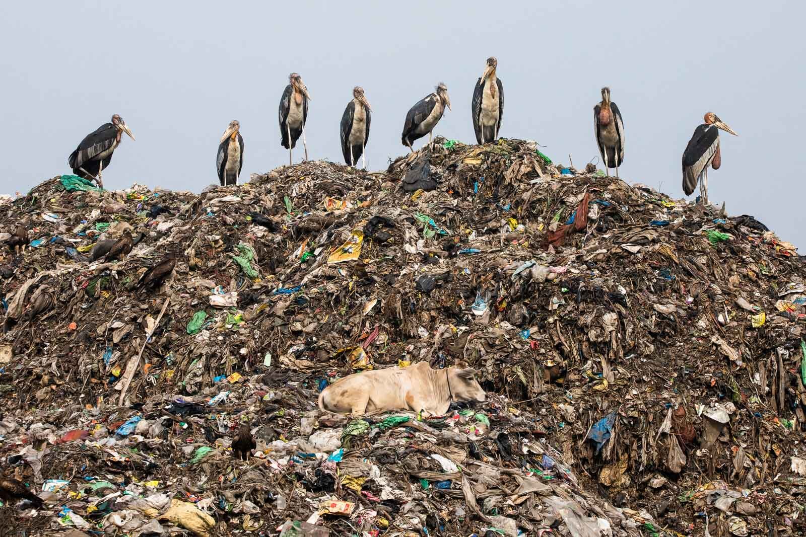 Endangered Greater Adjutant storks are pictured amongst the garbage in the Boragaon landfill located in Guwahati, Assam India. The landfill has the largest year-round concentration of Greater Adjutant storks in the world. Attracting a variety of scavenger species and encroaching upon Deepor Beel wetland, the landfill causes pollution, habitat destruction and wildlife deaths through toxic seepage. Once covering 4,000ha, the wetland has shrunk to an alarming 500ha. Out of the world’s 19 species of storks, the Greater Adjutant is the rarest and most endangered.The Zoological Society of London classified the bird as an EDGE species in 2014, meaning it is close to extinction. In 2016, the International Union for Conservation of Nature estimated only 800-1200 individuals were left, firmly cementing their status as endangered with a decreasing population.